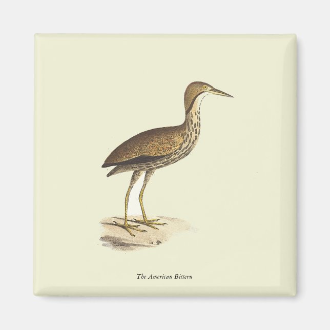 The American Bittern (Botaurus lentiginosus) Bird Magnet (Vorne)