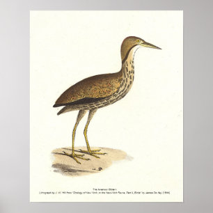 The American Bittern (Botaurus lentiginosus) Bird Poster