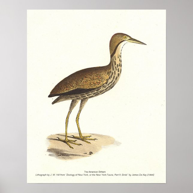 The American Bittern (Botaurus lentiginosus) Bird Poster (Vorne)