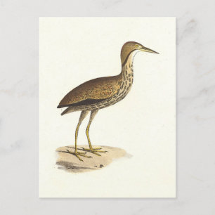 The American Bittern (Botaurus lentiginosus) Bird Postkarte