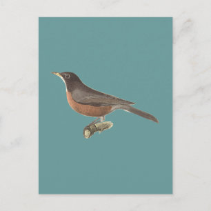 The American Robin (Turdus migratorius) NY Birds Postkarte