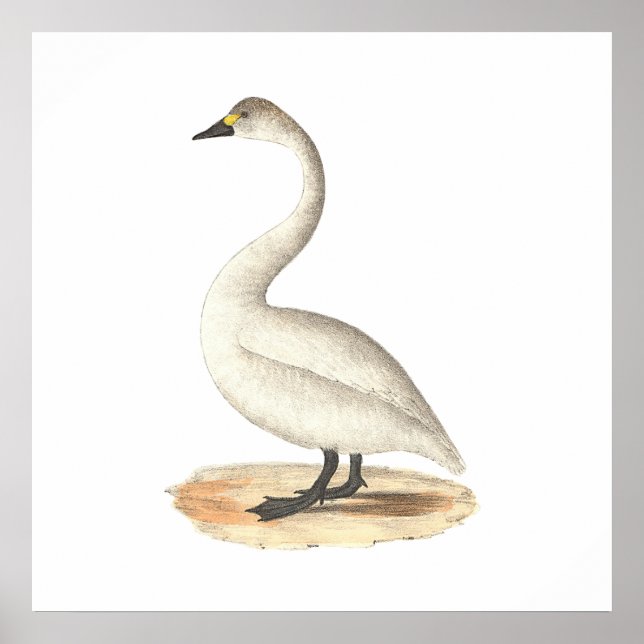 The American Swan (Cygnus americanus) Poster (Vorne)