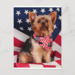 The American Yorkie Postkarte