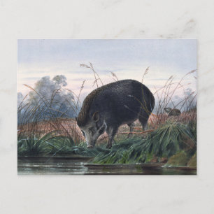 The Andaman Pig von Joseph Wolf Postkarte