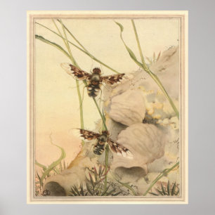 THE ANTHRAX FLY - Insektenbuch-Illustration Poster