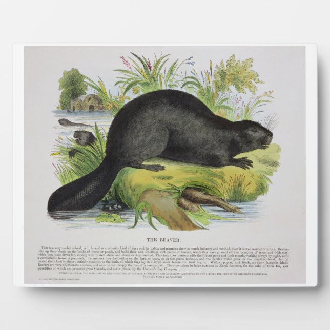 The Beaver, Educational Illustration Pub by the S Fotoplatte (Vorderseite)