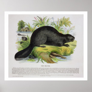 The Beaver, Educational Illustration Pub by the S Poster