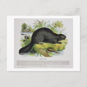 The Beaver, Educational Illustration Pub by the S Postkarte