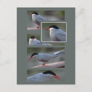 The Bridge Guardian CC0216 Postkarte