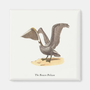 The Brown Pelican (Pelecanus occidentalis) NY Bird Magnet