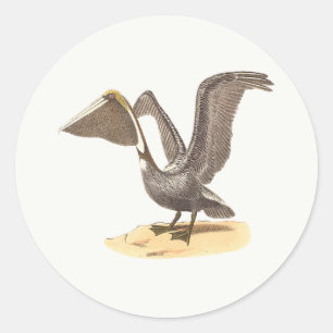 The Brown Pelican (Pelecanus occidentalis) NY Bird Runder Aufkleber