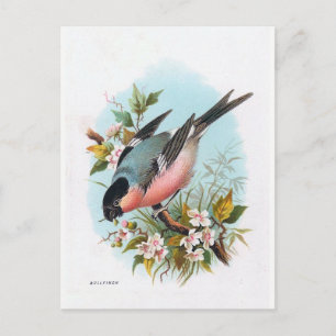 "The Bullfinch" Postkarte