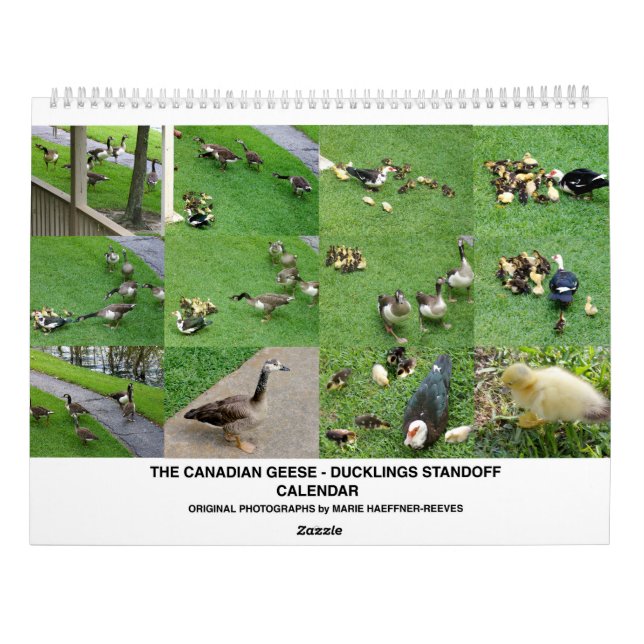 THE *CANADIAN GEESE* - *DUCKLINGS* STANDOFF 2026 KALENDER (Rückseite)