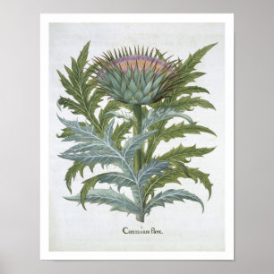 The Cardoon, from the 'Hortus Eystettensis' by Bas Poster