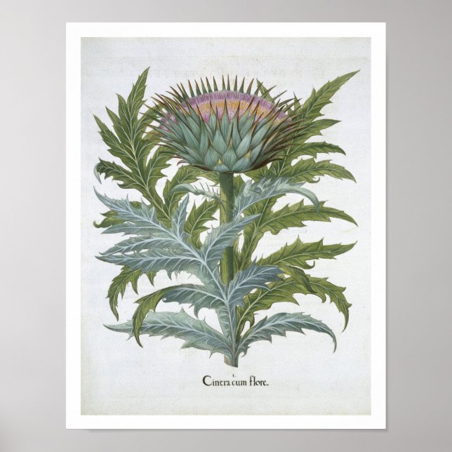 The Cardoon, from the 'Hortus Eystettensis' by Bas Poster (Vorne)