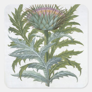 The Cardoon, from the 'Hortus Eystettensis' by Bas Quadratischer Aufkleber
