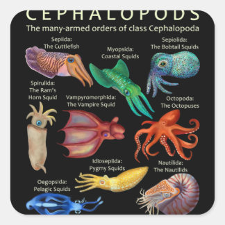 The Cephalopod Octopus Squid Cuttlefish Quadratischer Aufkleber