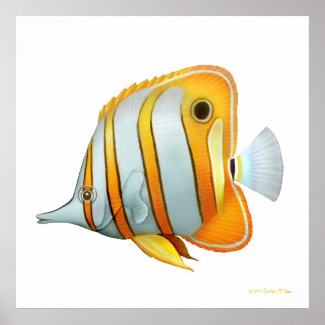 The Copperband Butterfly Fish Study Poster (Vorne)