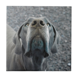 The Dane Nose Fliese