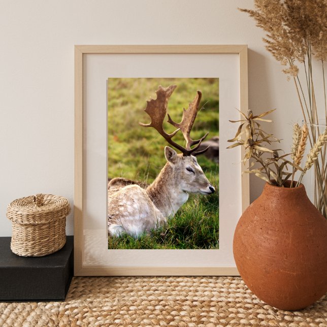 The Fallow Deer of the Glen Fotodruck (Von Creator hochgeladen)