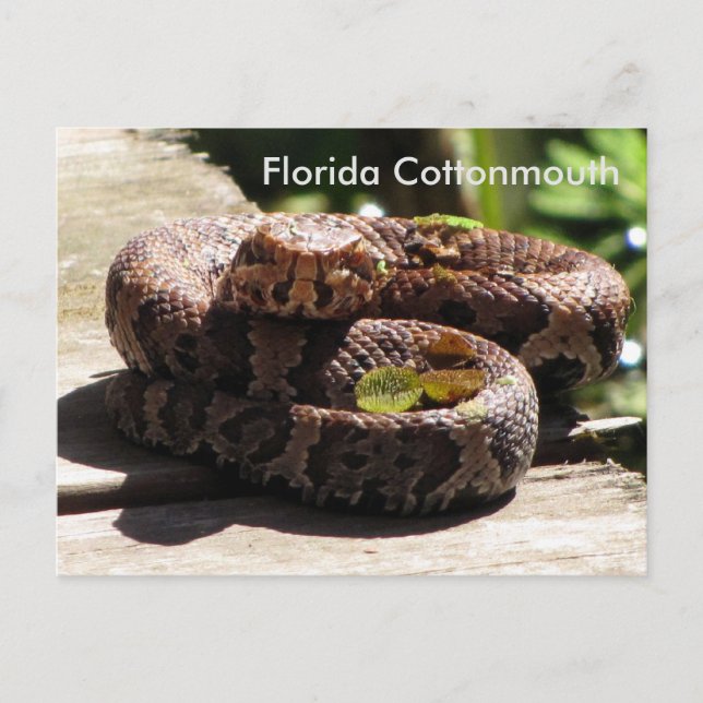 The Florida Cottonmouth - Learning Postcard Postkarte (Vorderseite)