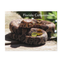 The Florida Cottonmouth - Learning Postcard