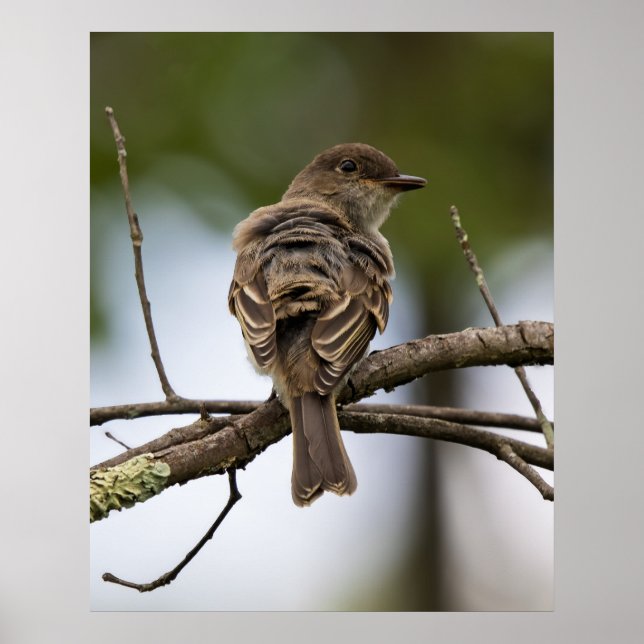 The Fly Catcher Poster (Vorne)