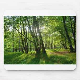 The forest in spring mousepad