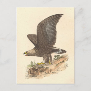 The Golden Eagle (Aquila chrysaetos) NY Bird Image Postkarte