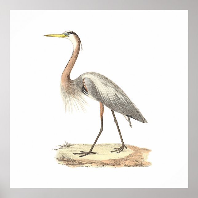 The Great Blue Heron (Ardea herodias) Poster (Vorne)