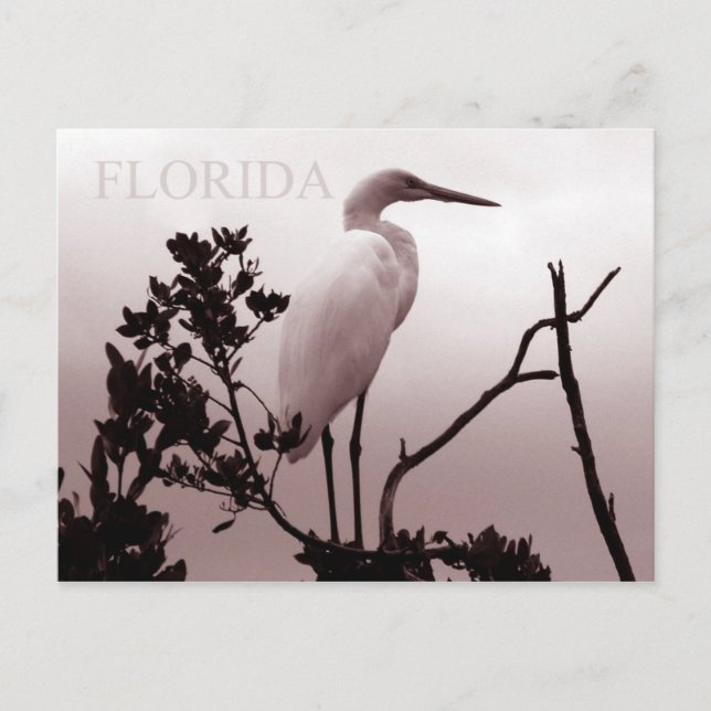 The Great Egret - Florida Keys Postkarte (Vorderseite)