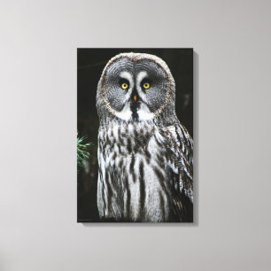 The Great Gray Owl 16x24 (40x60cm) Waccn Leinwanddruck