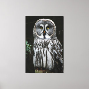 The Great Gray Owl 40x60 (100x150cm) waccnm Leinwanddruck