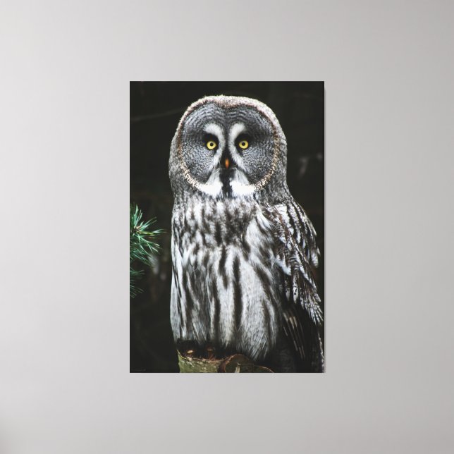 The Great Gray Owl 40x60 (100x150cm) waccnm Leinwanddruck (Vorderseite)