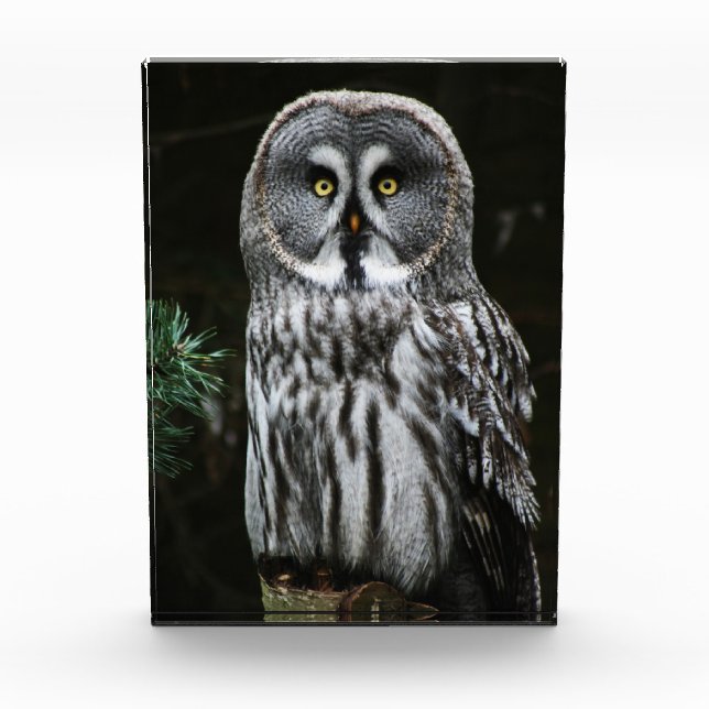 The Great Gray Owl pbcna Fotoblock (Vorderseite)