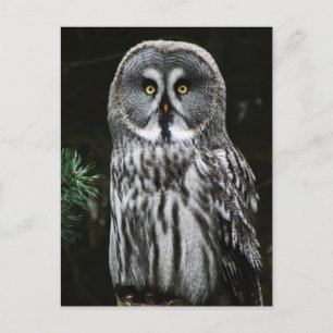 The Great Gray Owl Pccn Postkarte
