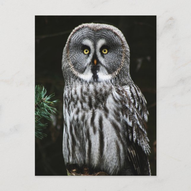 The Great Gray Owl Pccn Postkarte (Vorderseite)