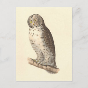 The Great Gray Owl (Strix nebulosa) NY Bird Image Postkarte