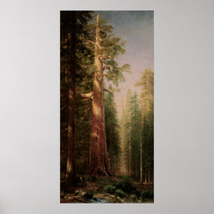 The Great Trees, Mariposa Grove, CA by Bierstadt Poster