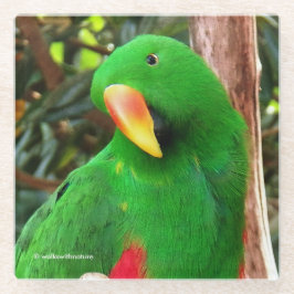 "The Green Orator" Eclectus Parrot Glasuntersetzer