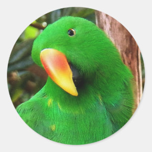 "The Green Orator" Eclectus Parrot Runder Aufkleber
