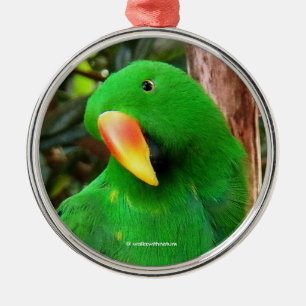 "The Green Orator" Eclectus Parrot Silbernes Ornament