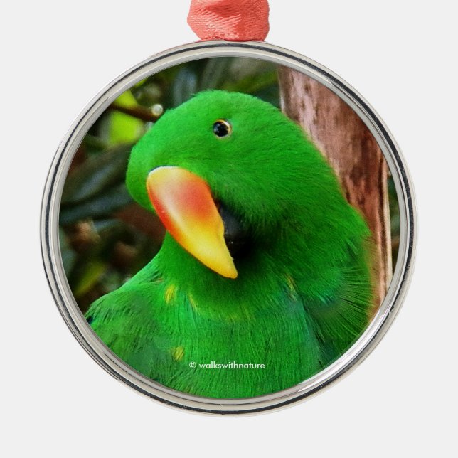 "The Green Orator" Eclectus Parrot Silbernes Ornament (Vorne)