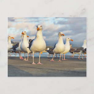 The Gull Gang Postkarte