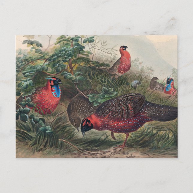 The Horned Tragopan von Joseph Wolf Postkarte (Vorderseite)