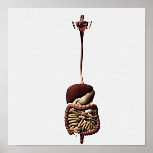 The Human Digestive System 4 Poster (Vorne)