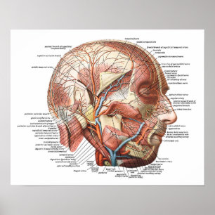 The Human Face and Head Poster