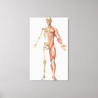 The Human Skeleton And Muscular System, Front