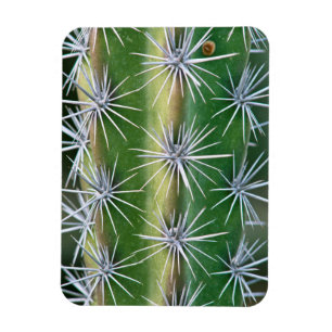 The Huntington Botanical Garden, Octopus Cactus Magnet