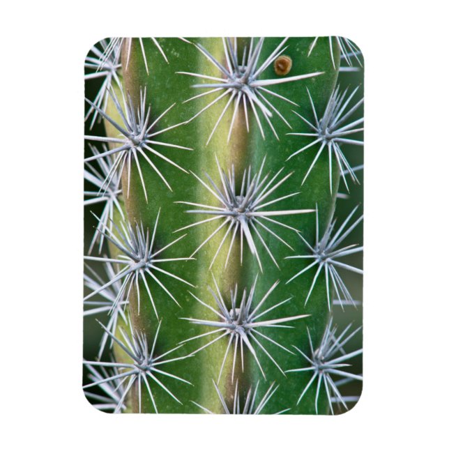 The Huntington Botanical Garden, Octopus Cactus Magnet (Vertikal)